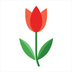red tulip on white background