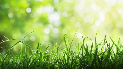 Obraz premium Spring or summer natural abstract background with grass