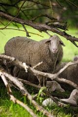 Fototapeta premium Mutterschaf