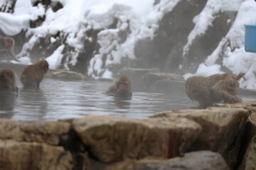 Snow monkeys appear in Japanese hot springs in Japan