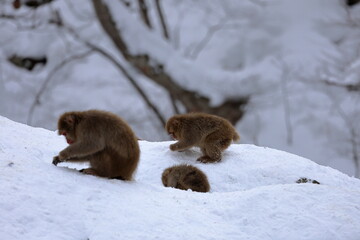Snow monkeys appear in Japanese hot springs in Japan