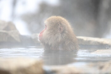 Snow monkeys appear in Japanese hot springs in Japan