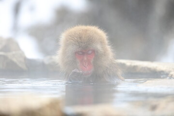 Snow monkeys appear in Japanese hot springs in Japan