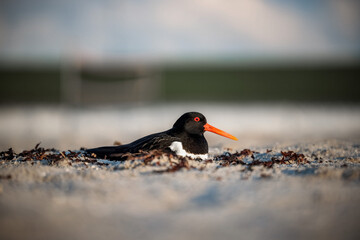 Vogel am Strand