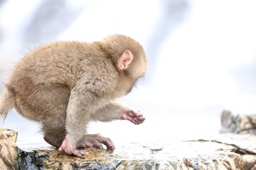 Snow monkeys appear in Japanese hot springs in Japan