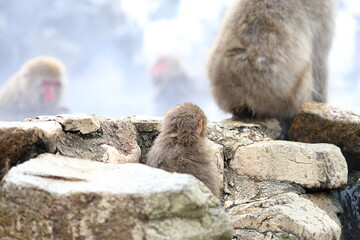 Snow monkeys appear in Japanese hot springs in Japan