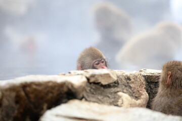 Snow monkeys appear in Japanese hot springs in Japan