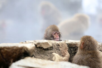 Snow monkeys appear in Japanese hot springs in Japan