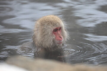 Snow monkeys appear in Japanese hot springs in Japan