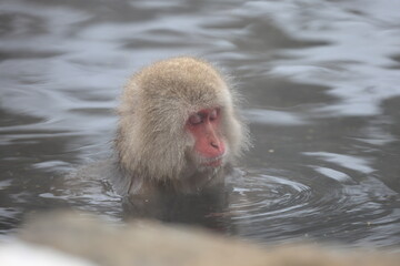 Snow monkeys appear in Japanese hot springs in Japan