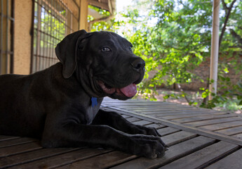 Portrait of a black Boerboel puppy standing in the yard with tongue out in a very hot day ,guarding the entrance.