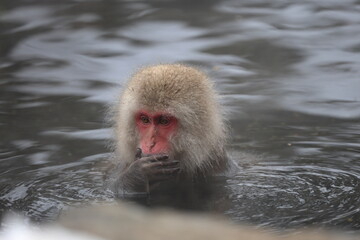 Snow monkeys appear in Japanese hot springs in Japan