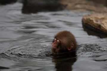 Snow monkeys appear in Japanese hot springs in Japan