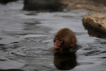Snow monkeys appear in Japanese hot springs in Japan