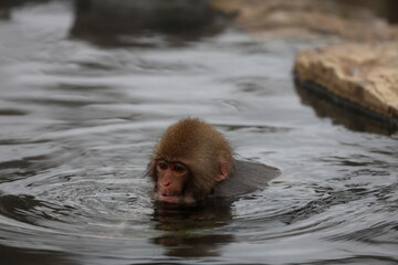 Snow monkeys appear in Japanese hot springs in Japan