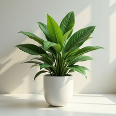 Peace Lily in White Pot with Sunlight Shadow