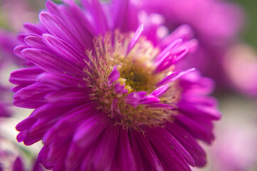 Fototapeta premium close up of a purple flower