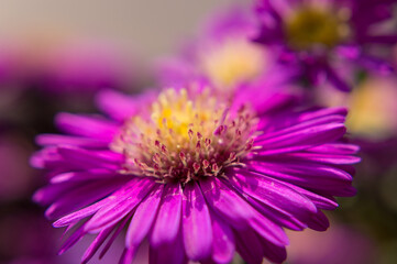 Obraz premium close up of a purple flower