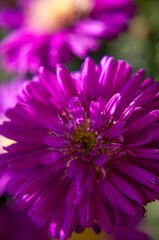 Obraz premium close up of pink flower