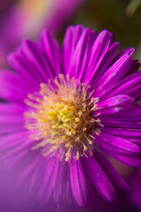Fototapeta premium close up of purple flower