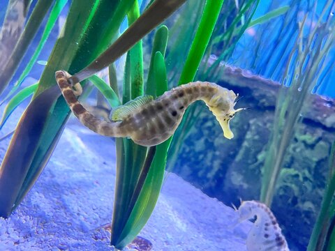 Hypocampe dans un aquarium