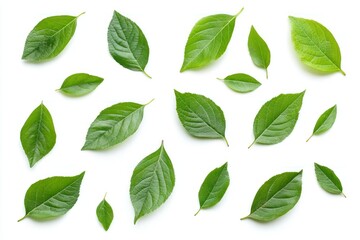Fototapeta premium Assorted Green Leaves on a White Background for Natural and Organic Themes