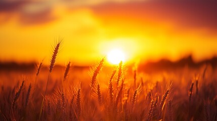 Fototapeta premium Golden wheat field at sunset. Sunset over the mountains. A field of flowers in the middle of the day. Sunset over a golden lifestyle wheat field.
