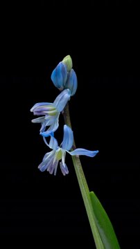 Beautiful blue flowers snowdrops Scilla bifolia alpine squill, two-leaf squill on black background. Vertical time lapse video. Springtime.
