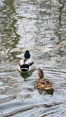 duck in the water
