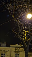 tree at night