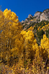 Fototapeta premium Yellow aspen trees in the autumn in Maroon Bells Aspen Colorado on a sunny autumn day 