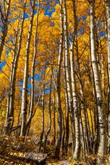 Fototapeta premium Hikers looking at yellow aspen trees in the autumn in Maroon Bells Aspen Colorado on a sunny autumn day