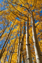 Yellow aspen trees in the autumn in Maroon Bells Aspen Colorado on a sunny autumn day	
