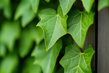 Green ivy leaves growing over a rustic wooden fence, natural garden background