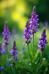Obraz premium Purple flowers swaying gently in the breeze amidst lush greenery, garden, nature