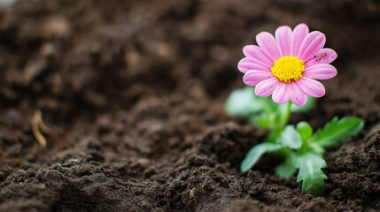 Close up of planting progress showcasing rich dark soil and blooming petals in minimalist fisheye perspective during a sunny gardening afternoon
