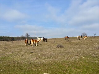 herd of horses in the mountains