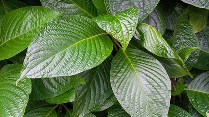 Vibrant Green Foliage