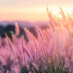 Fototapeta premium Beautiful pink grass flower in the field with sunset, Nature soft light blur filter and vintage tone, Selective focus.