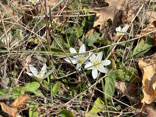 spring white flowers of ornithogalum refractum in the mountains