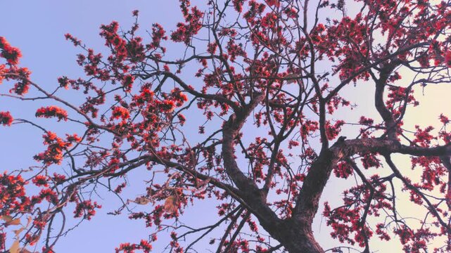 A shot of a Butea monosperma or palaash  tree full of flowers
