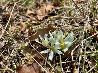 spring white flowers of ornithogalum refractum in the mountains