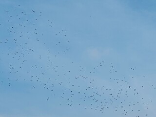 Obraz premium flock of birds in the sky