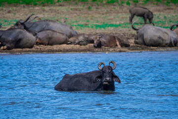 Sri Lankan water buffalo  at yala National park