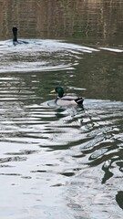 ducks in the lake