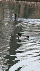 duck on the water