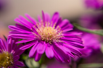 Obraz premium close up of a purple flower