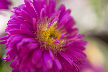 Obraz premium close up of a purple flower