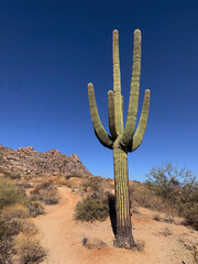 gro&szlig;es Kaktus in der W&uuml;ste in Arizona, Phoenix