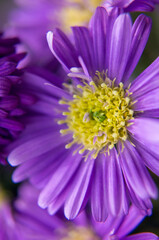 close up of purple flower